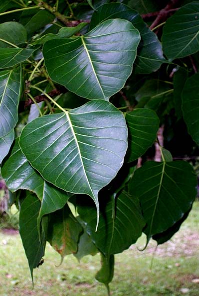 Bodhi tree leaves (Ficus religiosa)